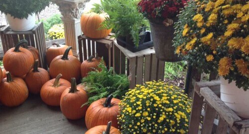 Hidden Valley Greenhouse & Pot House Garden Center featured image