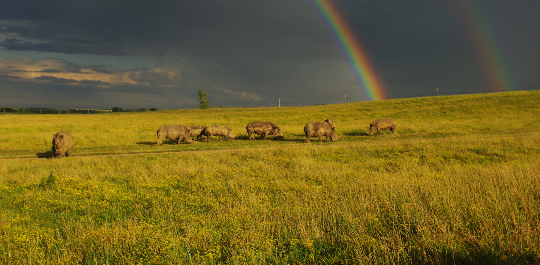 highlight for The Wilds field with rhinos and rainbows in the background