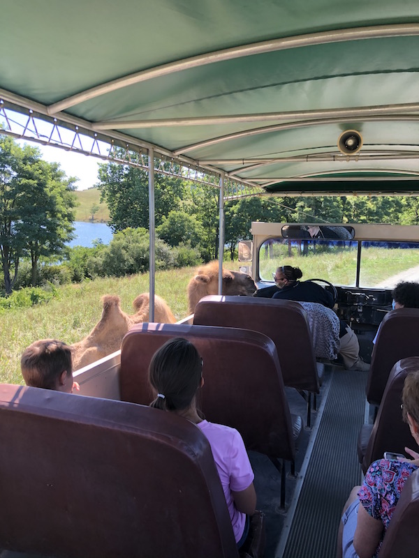 a camel coming up to the open safari at The Wilds in Ohio