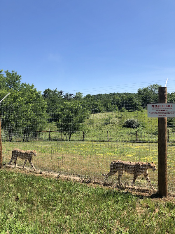 cheetahs at The Wilds in Guernsey County Ohio