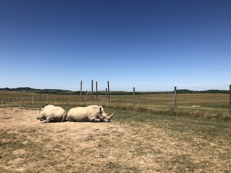 two rhinos laying back to back at The Wilds in Guernsey County