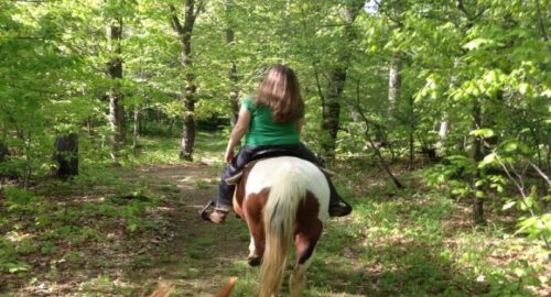 Salt Fork Stables featured image