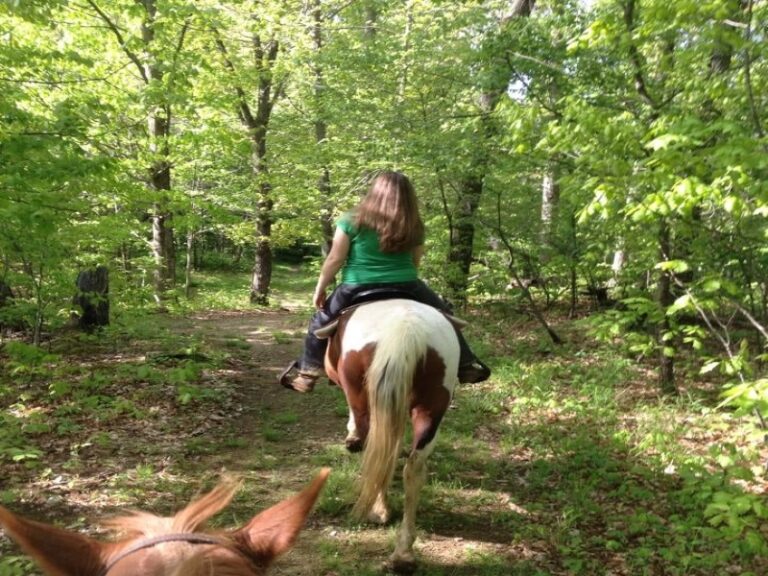 Salt Fork Stable 1 768x576