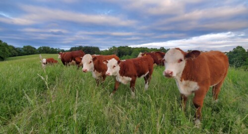 Weber Rose Farms LLC featured image